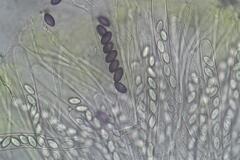 Ascobolus crenulatus