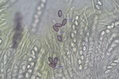 Ascobolus crenulatus