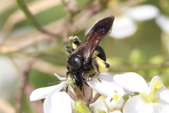 Andrena pilipes