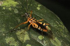Corcia costaricensis image
