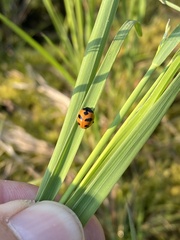 Coccinella monticola