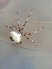 Araneus marmoreus
