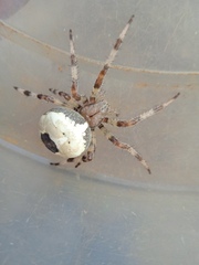 Araneus marmoreus