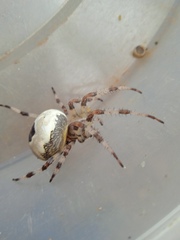 Araneus marmoreus