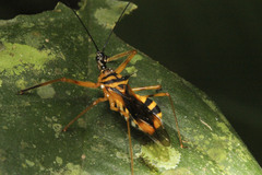 Corcia costaricensis