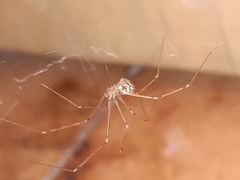 Psilochorus pullulus