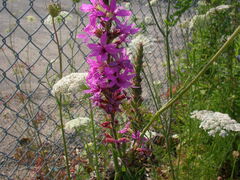 Lythrum salicaria