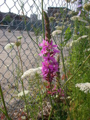 Lythrum salicaria