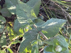 Eupatorium cordigerum
