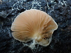 Entoloma ravinense
