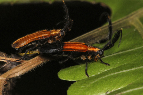 Tyrinthia lycinella