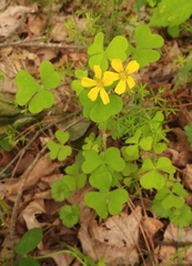 Oxalis grandis