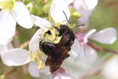 Andrena pilipes