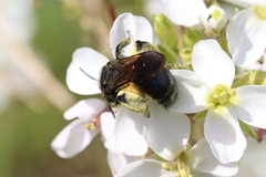 Andrena pilipes