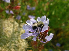 Bombus impatiens