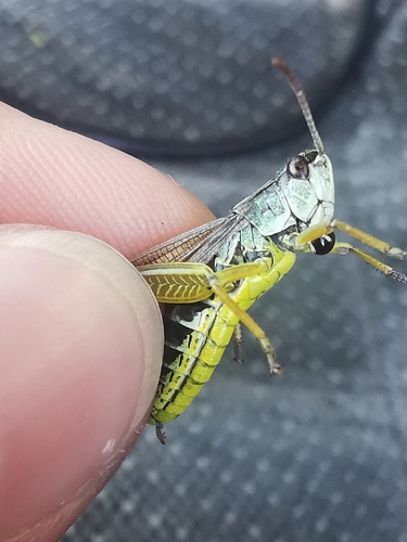 Meadow grasshopper