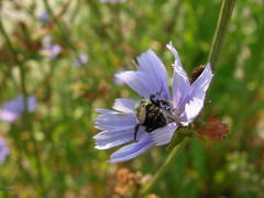 Bombus impatiens