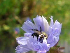 Bombus impatiens