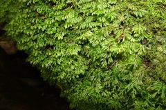 Hymenophyllales