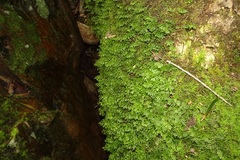 Hymenophyllales