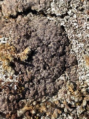 Lecidoma demissum