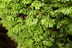 Hymenophyllales