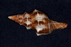 Fasciolariidae