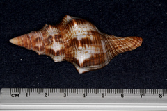 Fasciolariidae