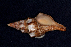 Fasciolariidae