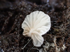 Entoloma pitereka