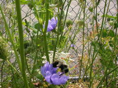 Bombus impatiens