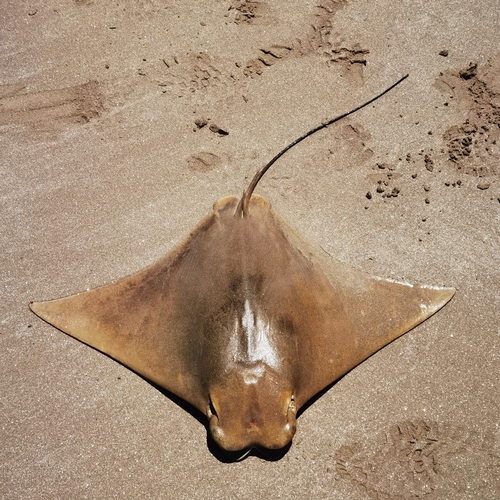 Brazilian cownose ray (Rhinoptera brasiliensis) — Myliobatidae — 3