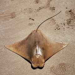 Rhinoptera brasiliensis