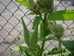 Asclepias syriaca