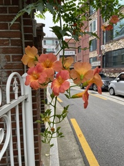 Campsis grandiflora