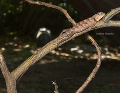 Calotes versicolor