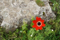 Anemone coronaria