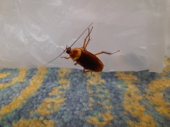 Periplaneta americana