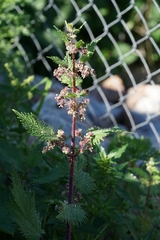 Urtica pilulifera