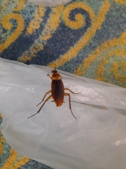 Periplaneta americana