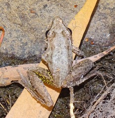 Litoria nasuta