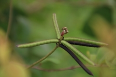 Teramnus labialis