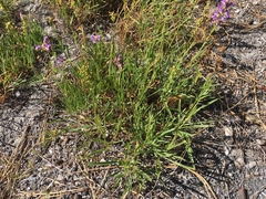 Penstemon heterodoxus