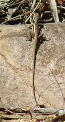 Lophognathus gilberti