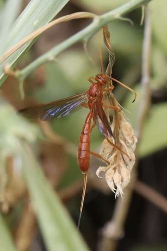 Labena tinctipennis
