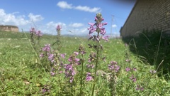 Pedicularis kansuensis