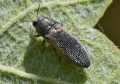 Acmaeodera cecropia