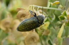 Julodis ehrenbergii