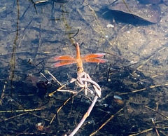 Brachythemis contaminata