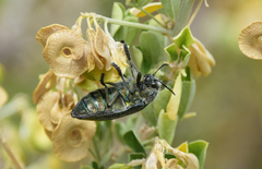 Julodis ehrenbergii